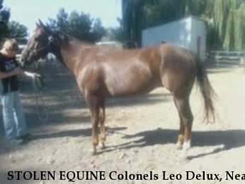 STOLEN EQUINE Colonels Leo Delux, Near Phoenix, AZ, 85050